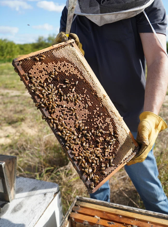 World Honey Market