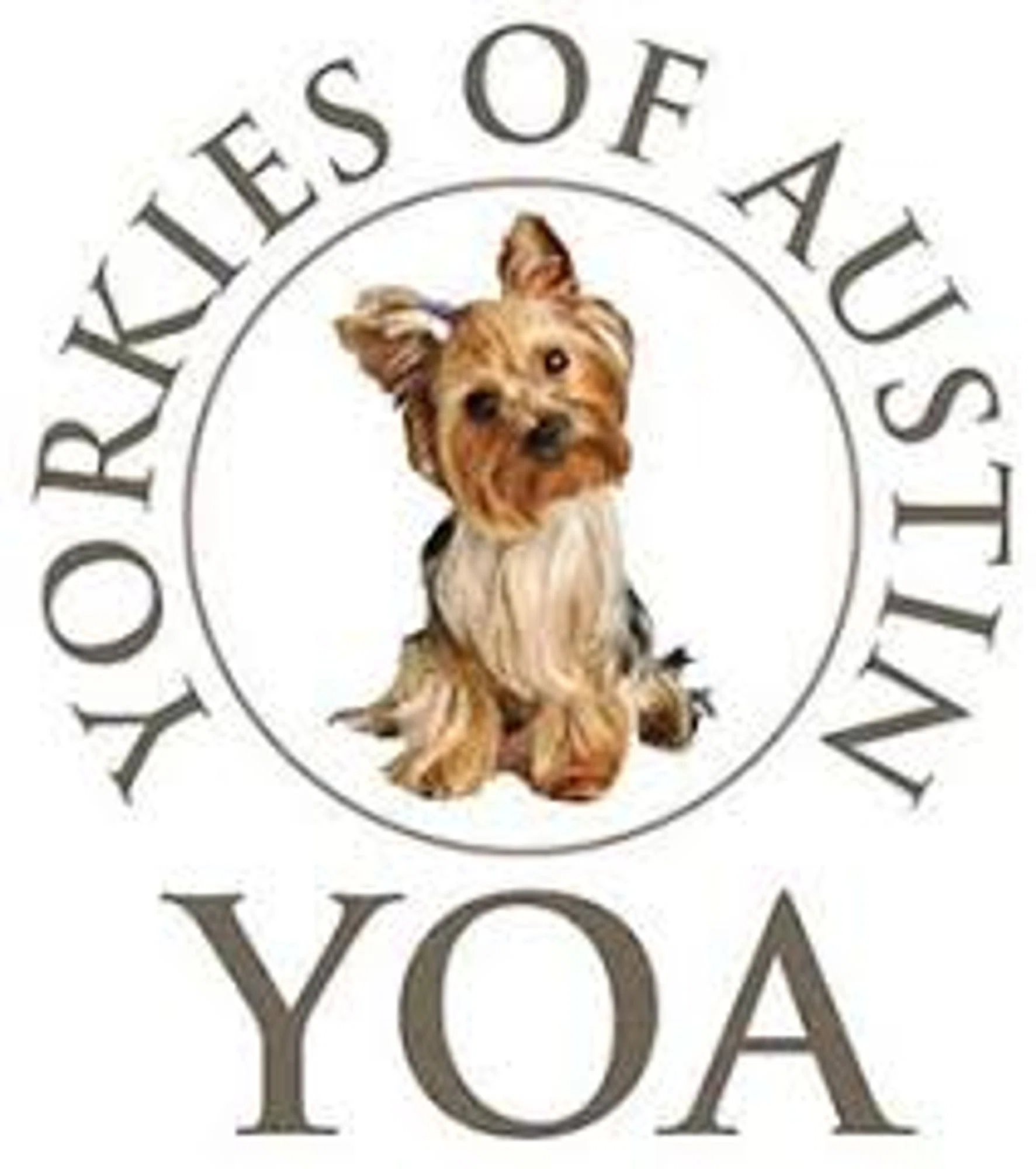 Yorkies of Austin