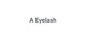 A Eyelash promo codes